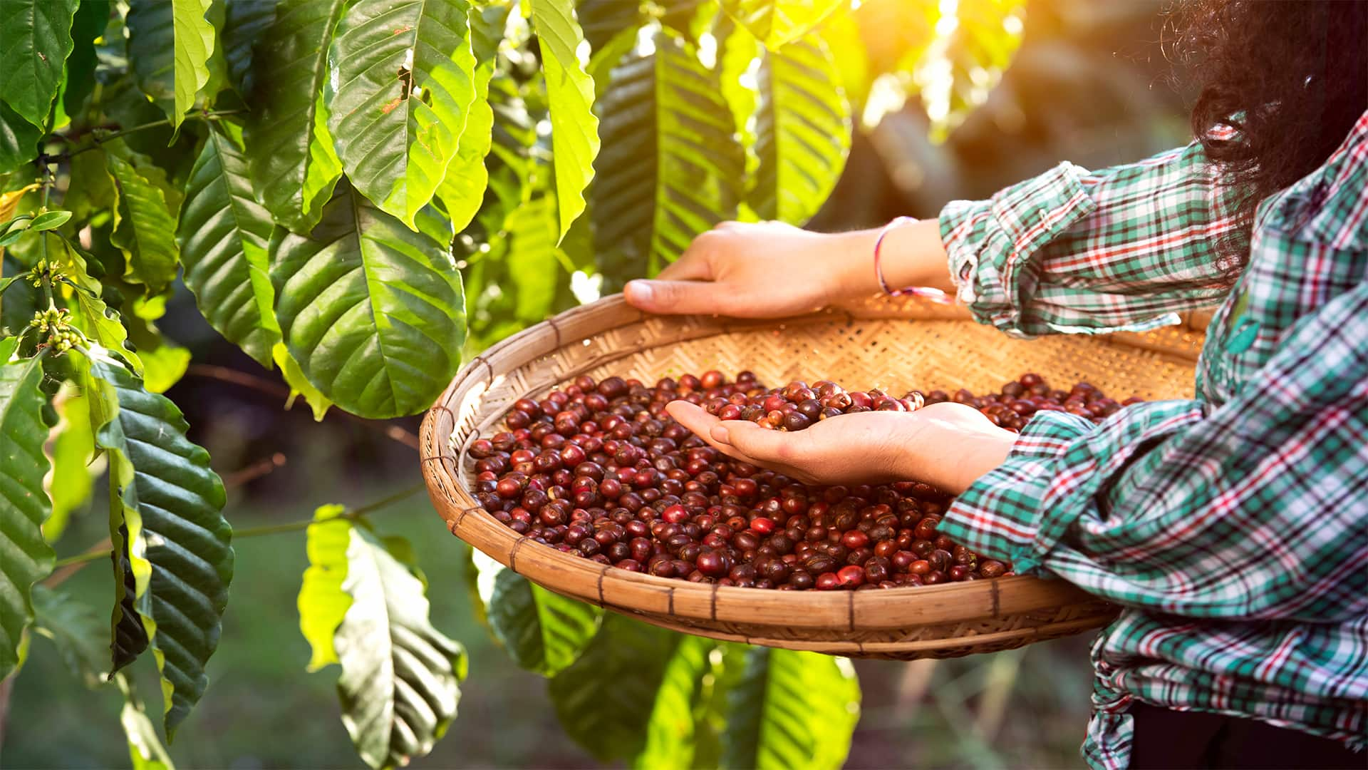 San Juan Puerto Rico Coffee Plantation Tour With Lunch Excursion   SJU 82 1920X1080 LG 0 